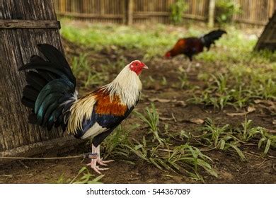 sabong picture|36 Sabong Images, Stock Photos, 3D objects, & Vectors .